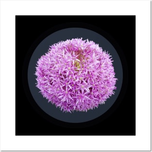 Purple Allium Onion Flower Circle Frame Posters and Art